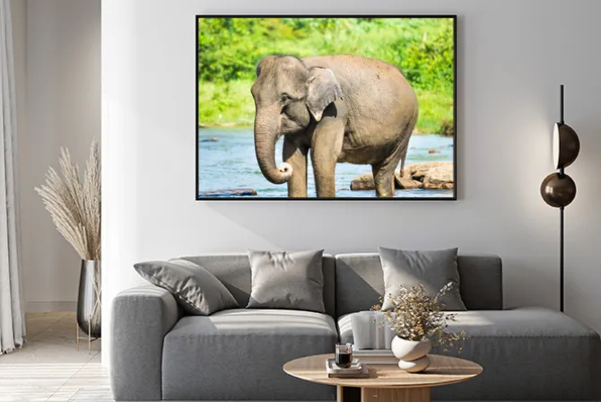 Plakat: Elephatnt