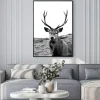 Plakat: European stag, highlands of scotland
