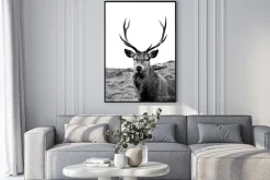 Plakat: European stag, highlands of scotland