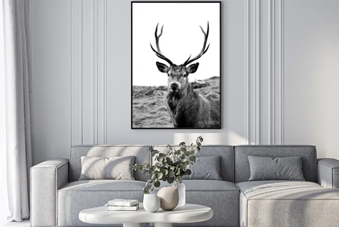 Plakat: European stag, highlands of scotland