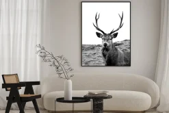 Plakat: European stag, highlands of scotland