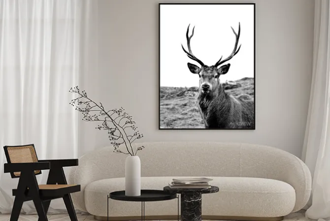 Plakat: European stag, highlands of scotland
