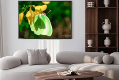 Plakat: Farfalla gonepteryx cleopatra