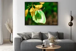 Plakat: Farfalla gonepteryx cleopatra