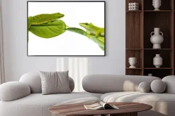 Plakat: Felsuma madagaskarska - gecko izolowana na białym tle