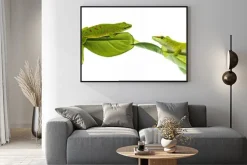 Plakat: Felsuma madagaskarska - gecko izolowana na białym tle