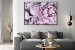 Plakat: Fioletowe kwiaty piwonie w rozkwicie