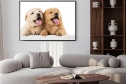Plakat: Fluffy puppy chow-chow