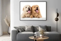 Plakat: Fluffy puppy chow-chow
