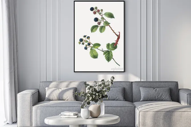 Plakat: Gałązki jeżyny stylizowane na dawny rysunek botaniczny