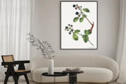 Plakat: Gałązki jeżyny stylizowane na dawny rysunek botaniczny