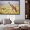 Plakat: Giraffe walking in kenya