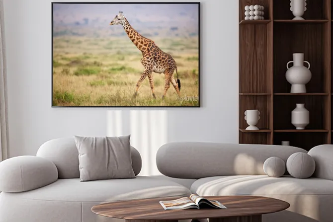 Plakat: Giraffe walking in kenya