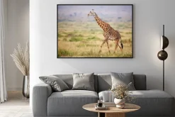 Plakat: Giraffe walking in kenya