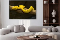 Plakat: Green tree python - żółty niedojrzałe -02
