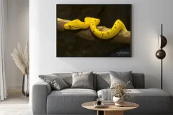 Plakat: Green tree python - żółty niedojrzałe -02
