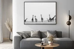 Plakat: Grupa żyrafy w sawanny. kenia. tanzania. wschodnia afryka. doskonałą