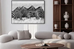 Plakat: Grupa zebry na sawannie. kenia. tanzania. park narodowy. serengeti.