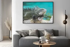 Plakat: Iguana w playa lagun, curaçao