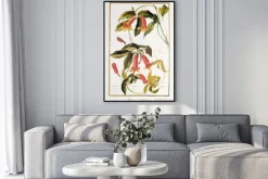 Plakat: Ilustracja / bignonia capreolata / bignone pl vrille