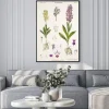 Plakat: Ilustracja / orchis sambucina / orchis sureau