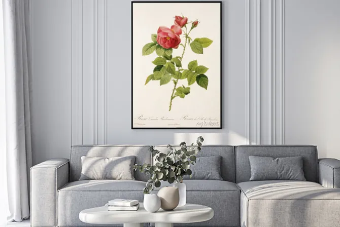 Plakat: Ilustracja / rosa x borboniana / rose bourbon