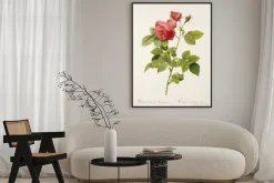 Plakat: Ilustracja / rosa x borboniana / rose bourbon