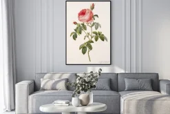 Plakat: Ilustracja / rose pompon des dames