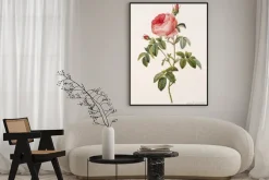 Plakat: Ilustracja / rose pompon des dames