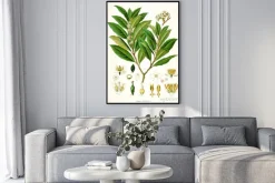 Plakat: Ilustracja botanique / wawrzyn szlachetny / laurier szlachetne