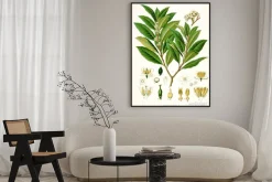 Plakat: Ilustracja botanique / wawrzyn szlachetny / laurier szlachetne