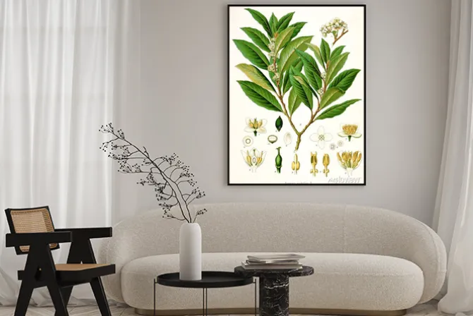 Plakat: Ilustracja botanique / wawrzyn szlachetny / laurier szlachetne