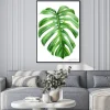 Plakat: Jungle green leaves of monstera creepers on an isolated white