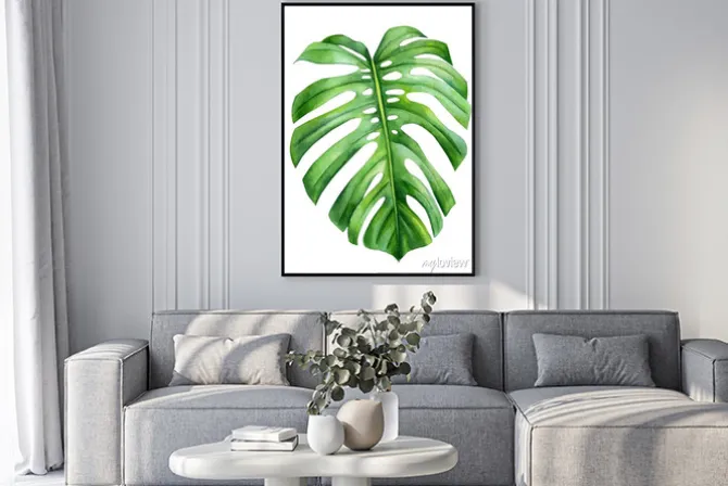 Plakat: Jungle green leaves of monstera creepers on an isolated white