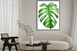 Plakat: Jungle green leaves of monstera creepers on an isolated white