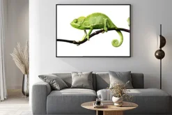 Plakat: Kameleon - kameleon jemeński na gałęzi