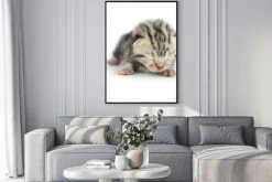 Plakat: Kitten na białym tle