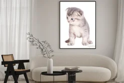 Plakat: Kitten samodzielnie na białym tle