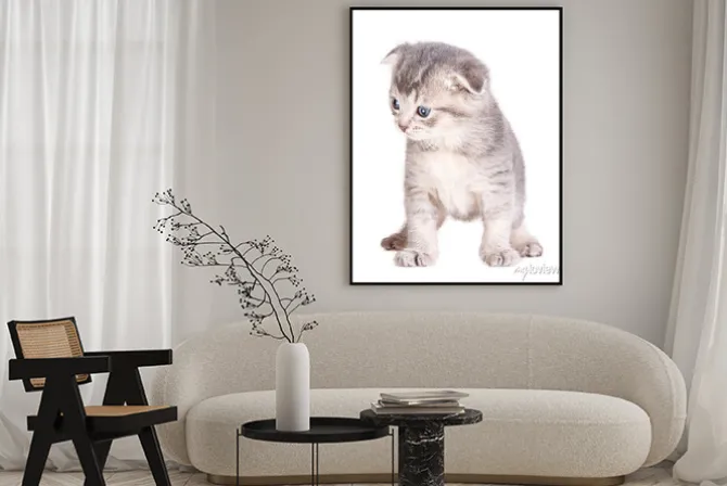 Plakat: Kitten samodzielnie na białym tle