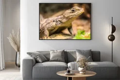 Plakat: Kleiner drache