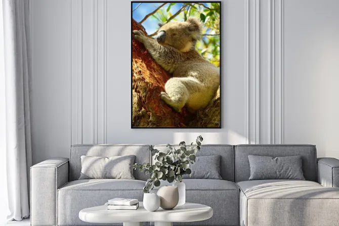 Plakat: Koale wzdłuż great ocean road, victoria, australia