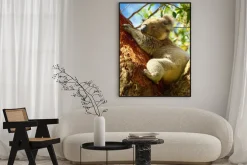 Plakat: Koale wzdłuż great ocean road, victoria, australia