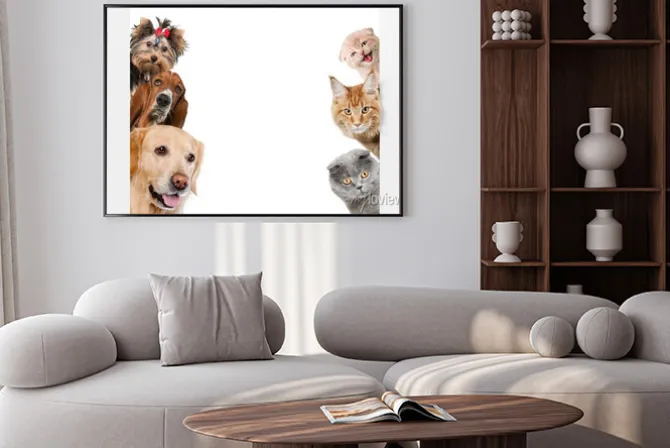 Plakat: Koty i psy na jednej fotografii