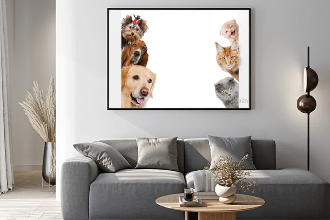 Plakat: Koty i psy na jednej fotografii