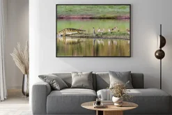 Plakat: Krokodyl nilowy w kruger national park, republika południowej