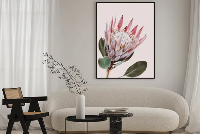 Plakat: Kwiat protea na jasnoróżowym tle