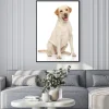 Plakat: Labrador retriever