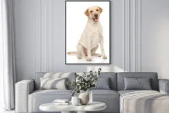 Plakat: Labrador retriever