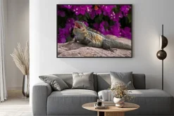 Plakat: Legwan zielony (iguana iguana) odpoczynku na skale