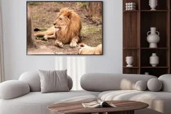 Plakat: Lew afrykański
